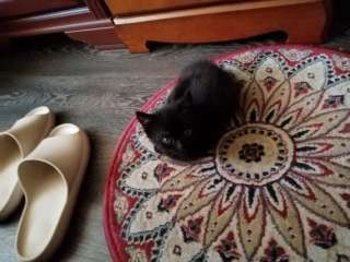 Котик