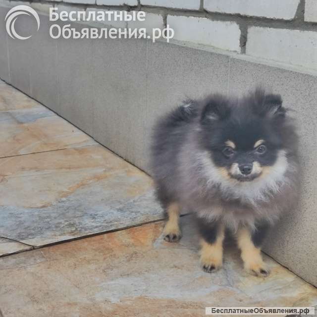 Померанский шпиц