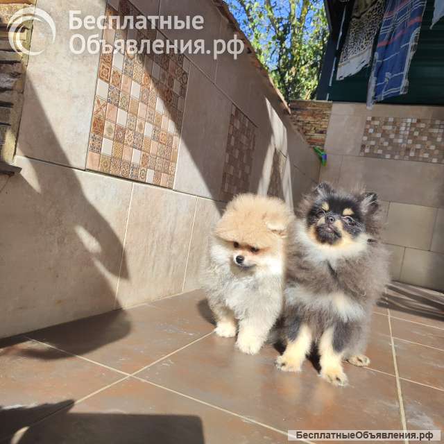 Померанский шпиц