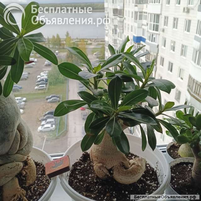Цветущие адениумы