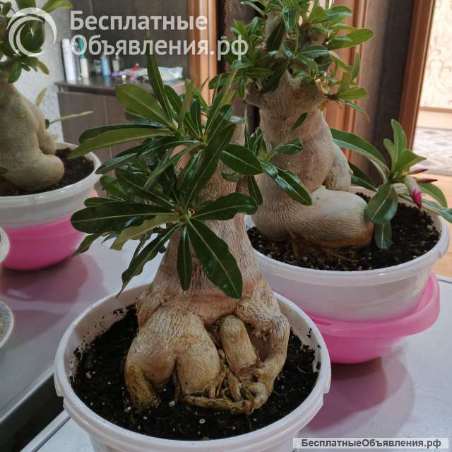 Цветущие адениумы