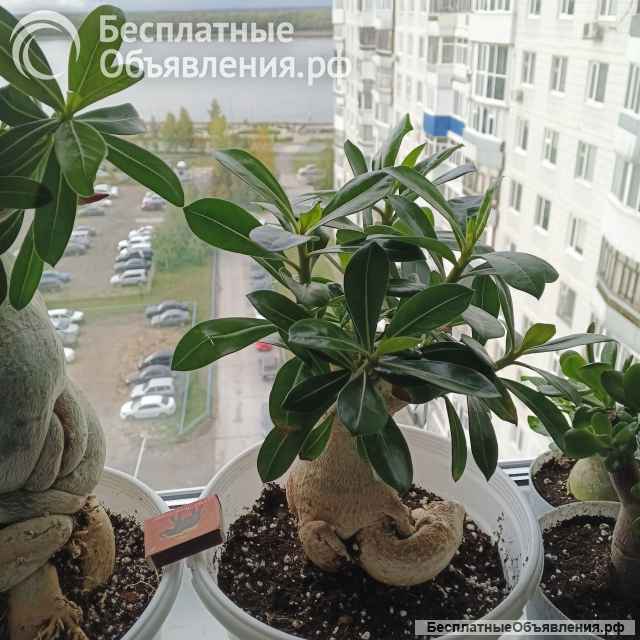 Цветущие адениумы