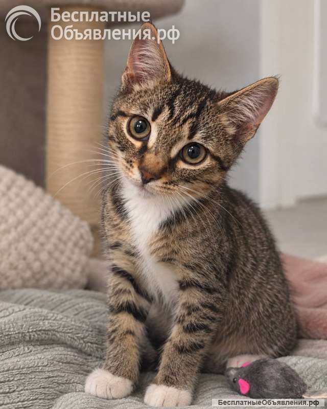 Котёнок Шкипер ищет дом