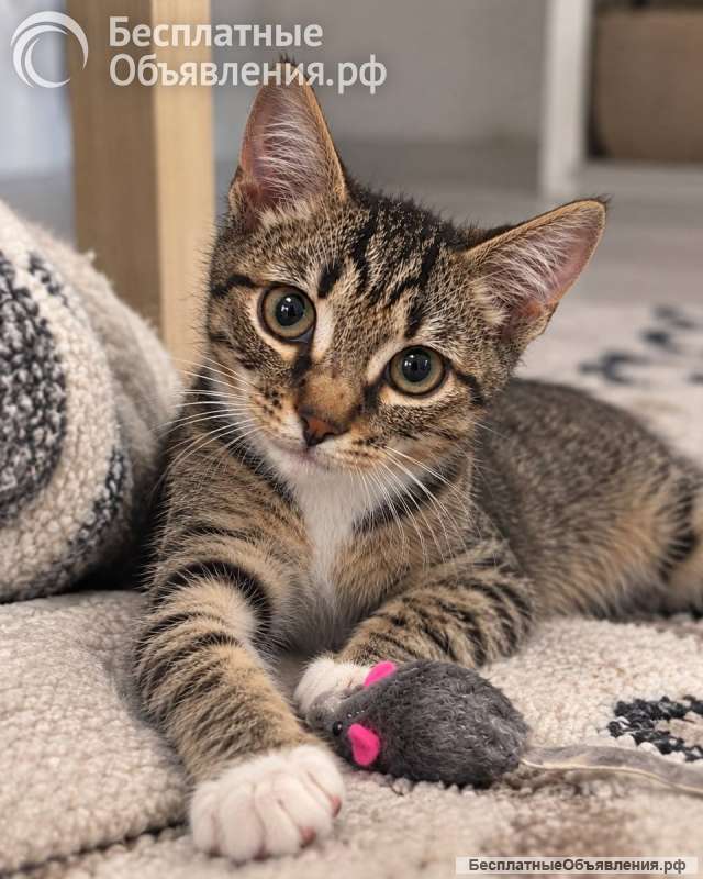 Котёнок Шкипер ищет дом