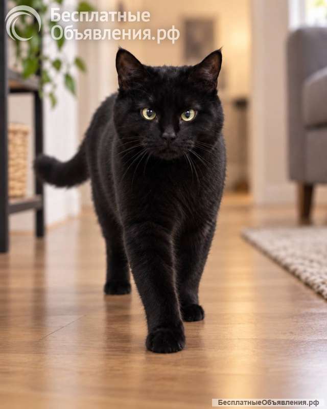 Котик Бумер ищет дом