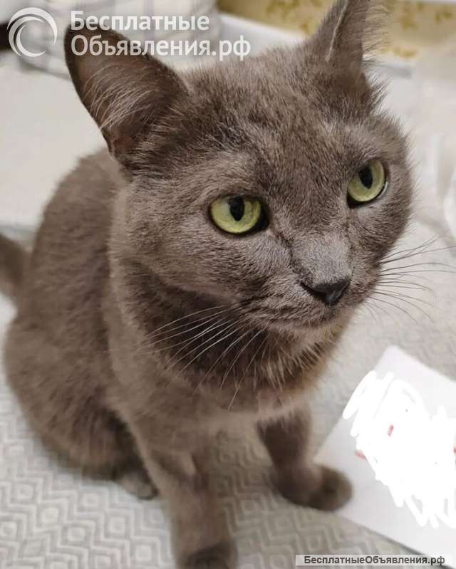 Ищет дом кошка Мориса