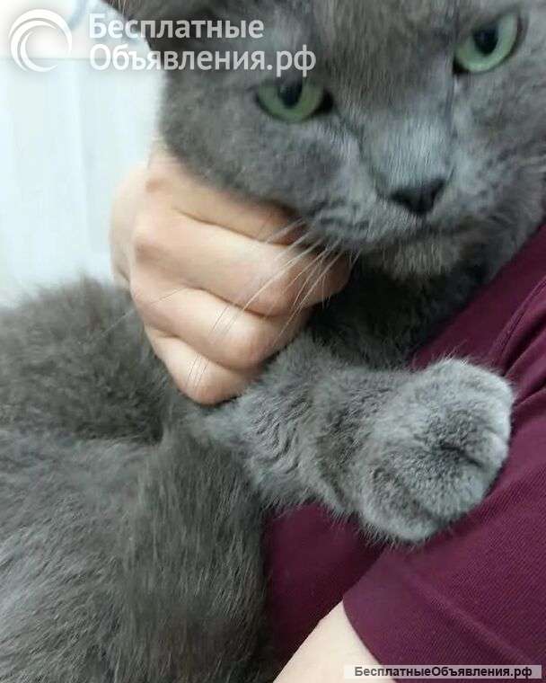 Ищет дом кошка Мориса
