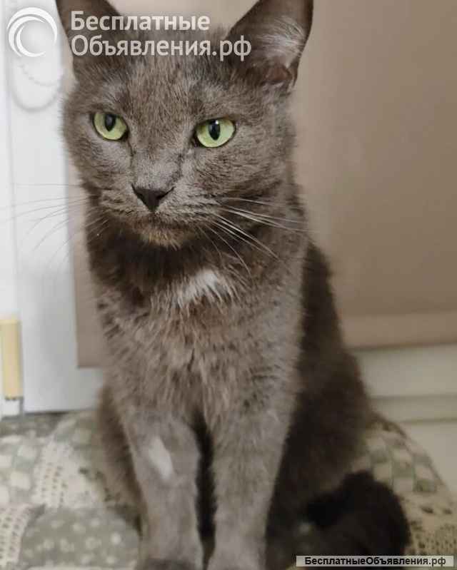 Ищет дом кошка Мориса