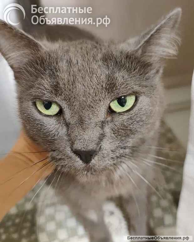 Ищет дом кошка Мориса