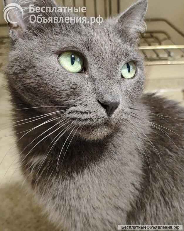 Ищет дом кошка Мориса
