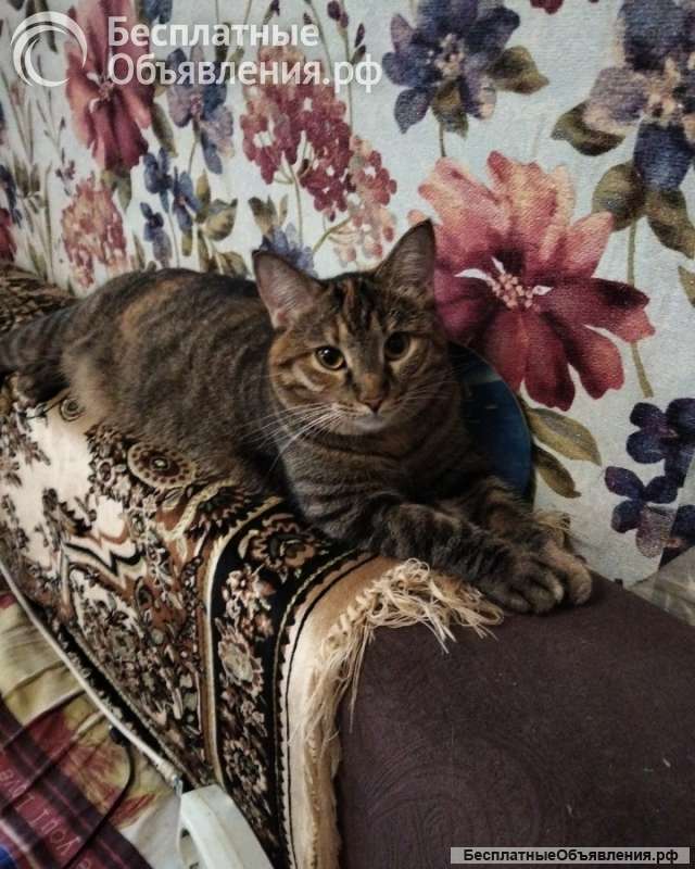 Отдам кошечку