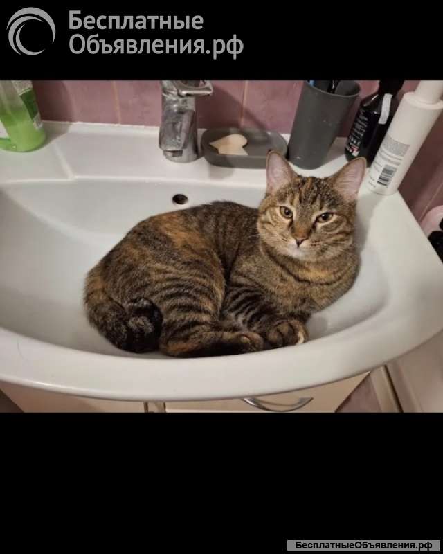 Отдам кошечку