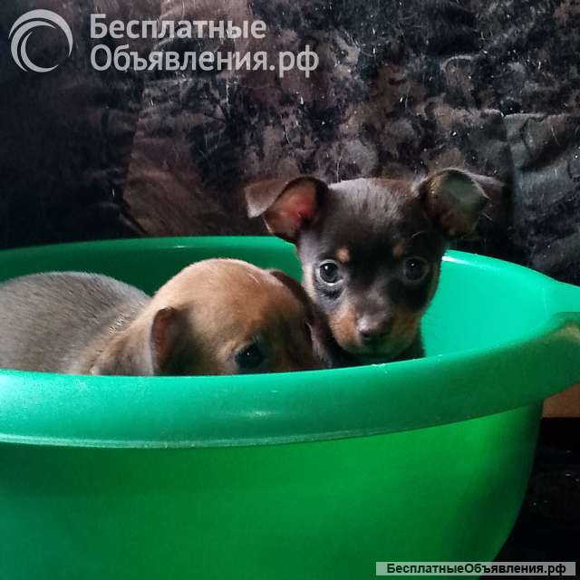 Щенок пинчера