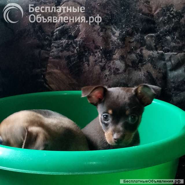 Щенок пинчера