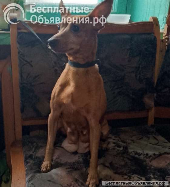 Щенок пинчера