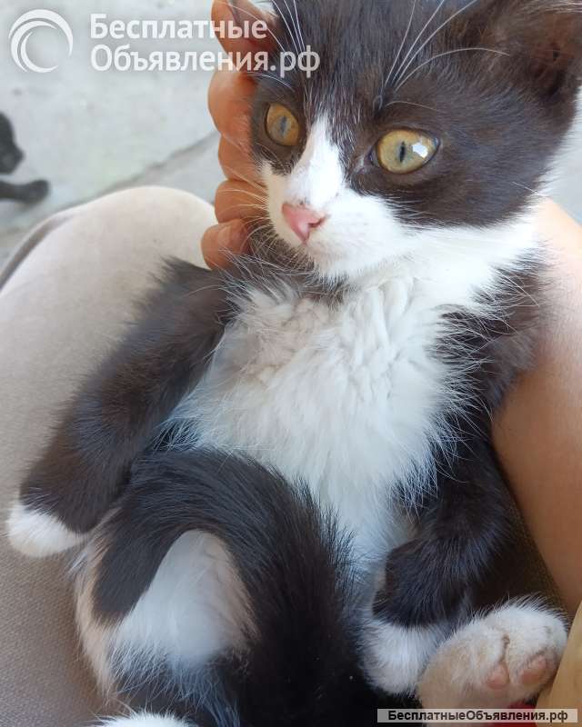 Отдам в добрые руки котят девочки