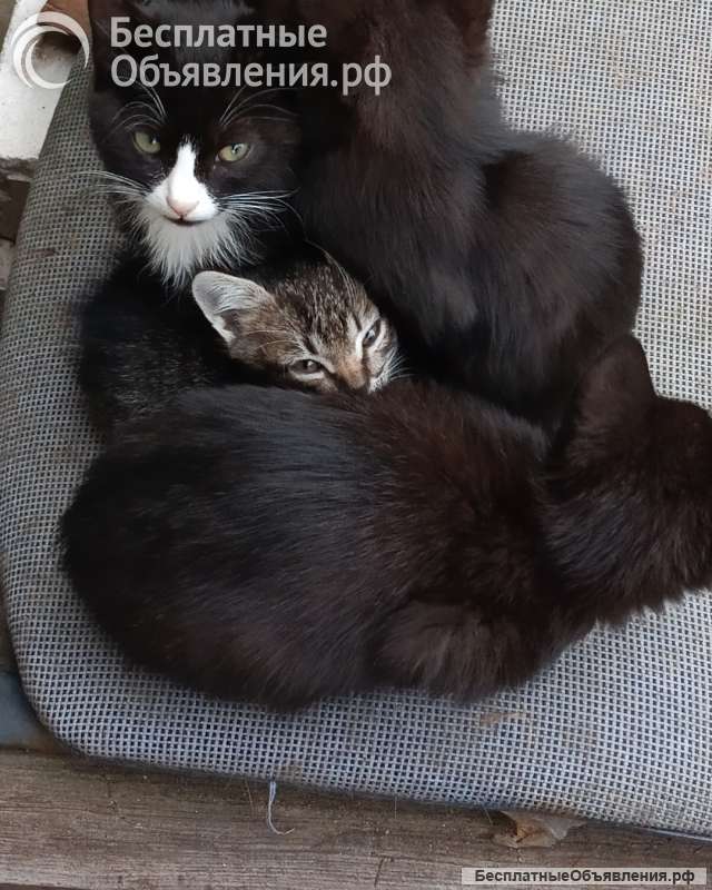 Отдам в добрые руки котят девочки