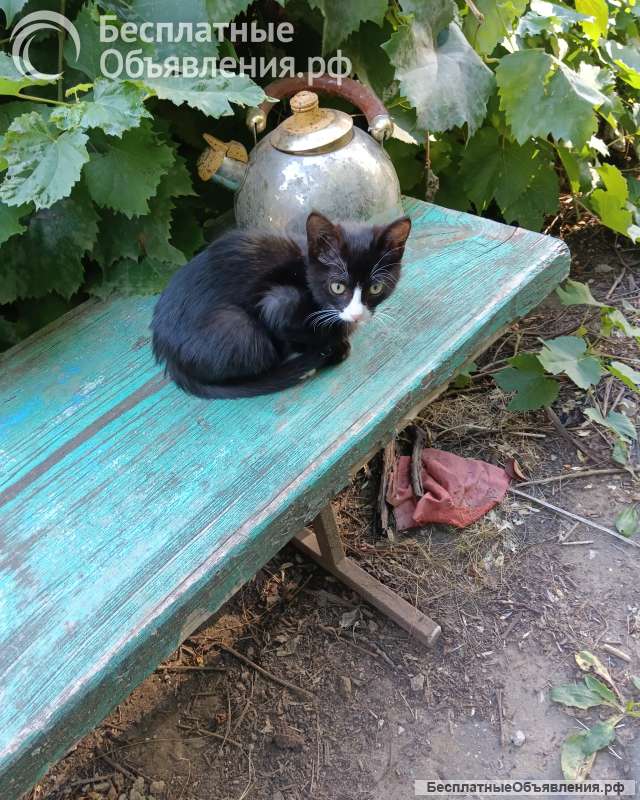 Отдам в добрые руки котят девочки