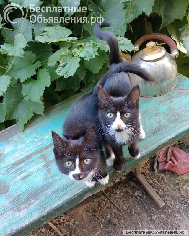 Отдам в добрые руки котят девочки