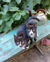 Отдам в добрые руки котят девочки