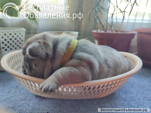 Девочка щенок марморная