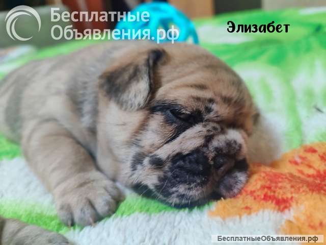 Девочка щенок марморная