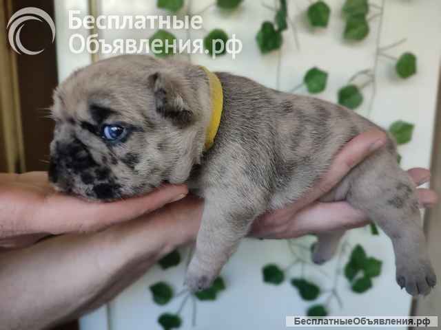 Девочка щенок марморная