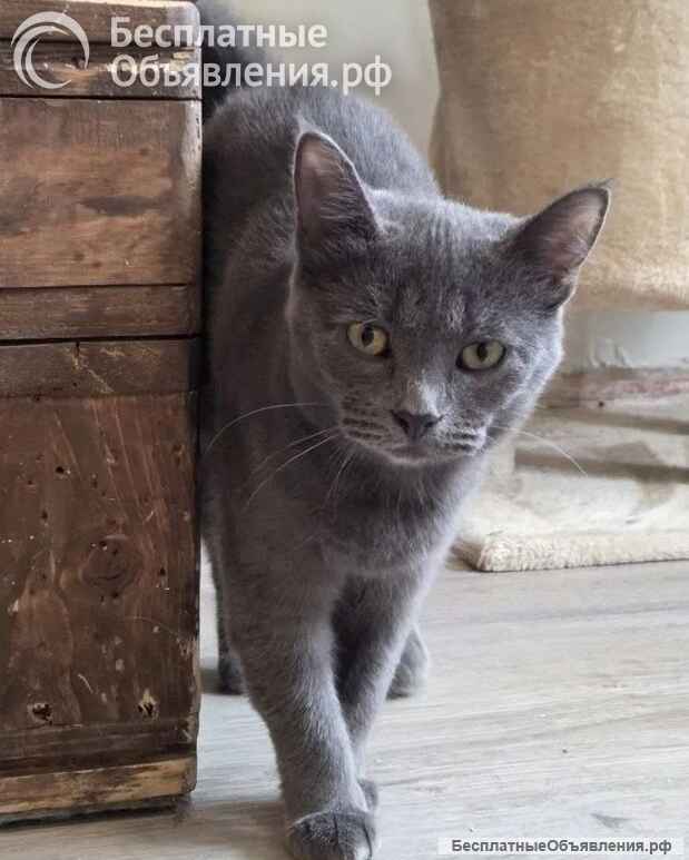 Ищет дом нежная кошечка Томка