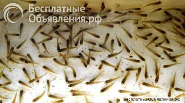 Тірі шабақтарды сатамын, Шымкент
