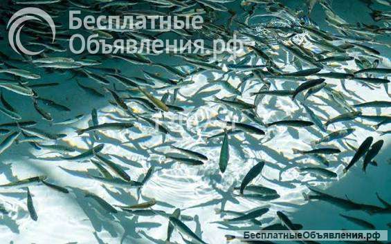 Тірі шабақтарды сатамын, Шымкент