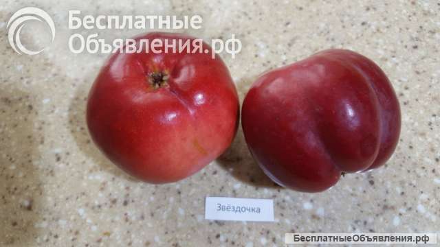 Яблоки Антоновка и Звездочка