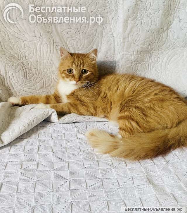 Рыжуня в добрые ручки
