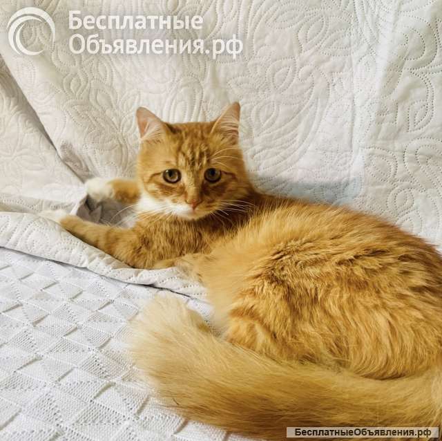 Рыжуня в добрые ручки