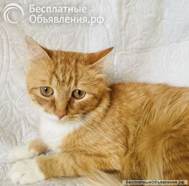 Рыжуня в добрые ручки