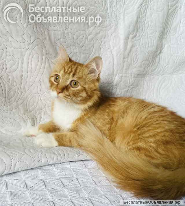 Рыжуня в добрые ручки