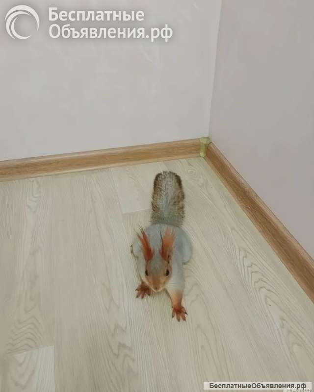 Белка