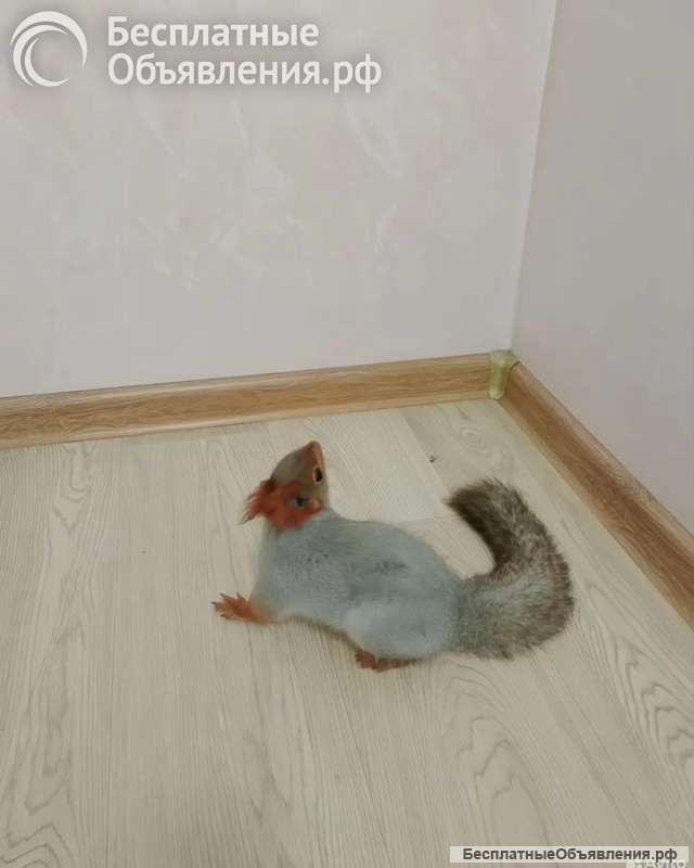 Белка