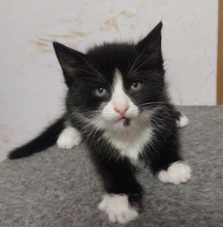 Котята