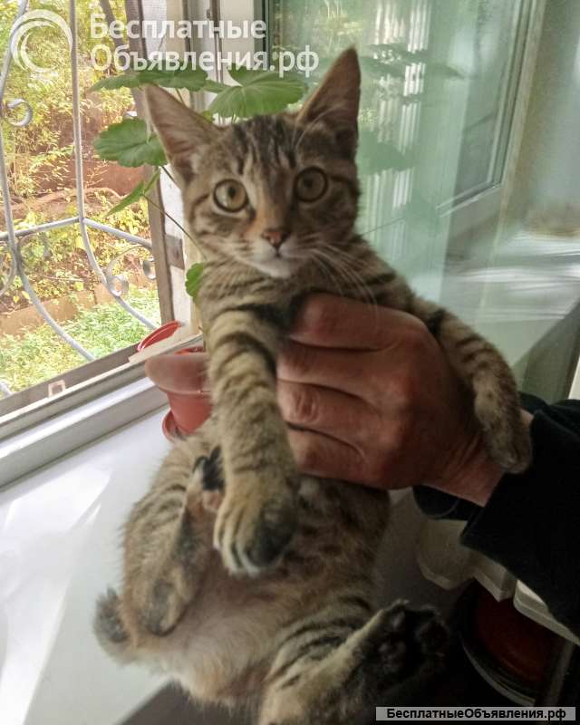 Котёнок Бобтэйл
