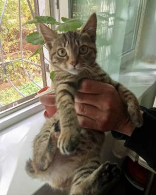 Котёнок Бобтэйл