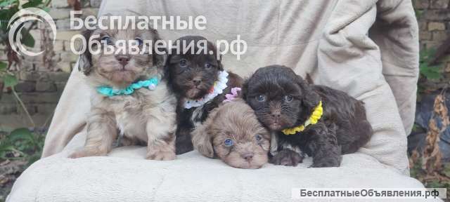 Мальтипу красивые щенки