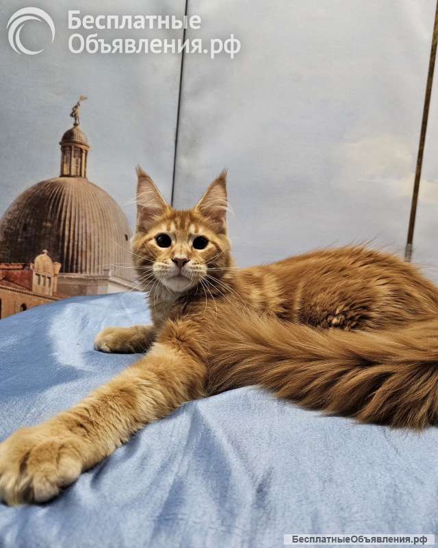 Котята из питомника Star Ark