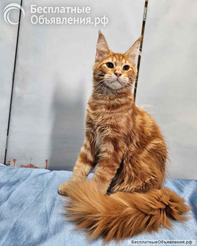 Котята из питомника Star Ark