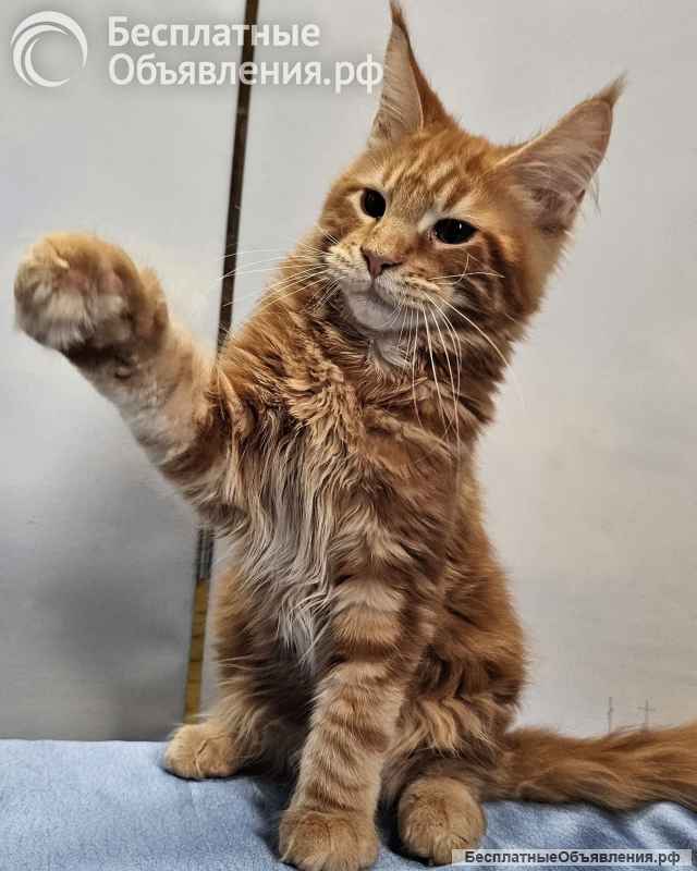 Котята из питомника Star Ark