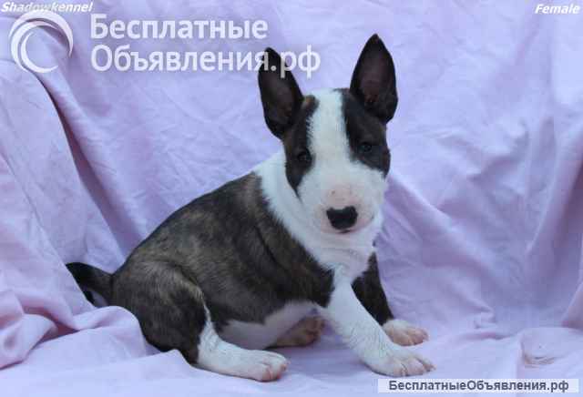 Мини-бультерьер щенки