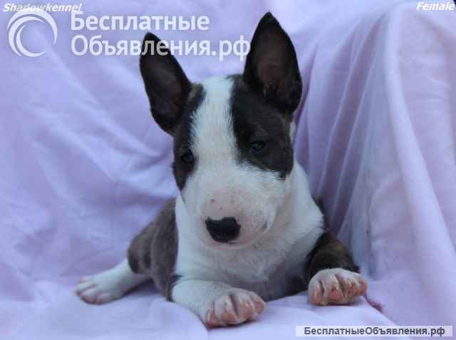 Мини-бультерьер щенки