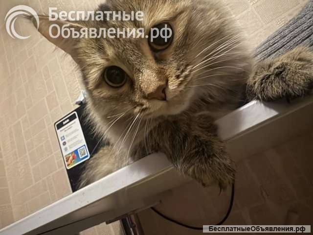 Отдам кошечку