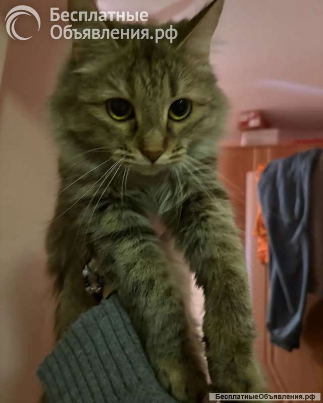 Отдам кошечку