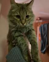 Отдам кошечку