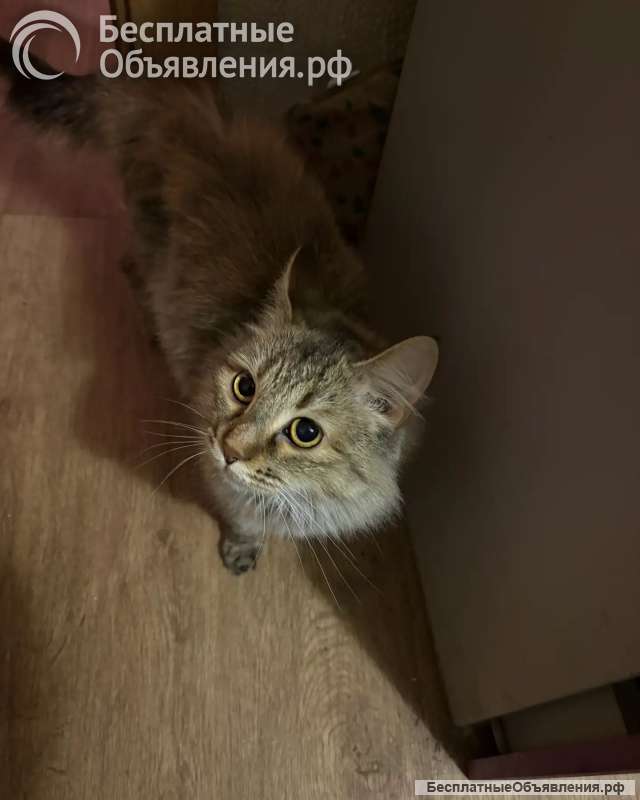 Отдам кошечку